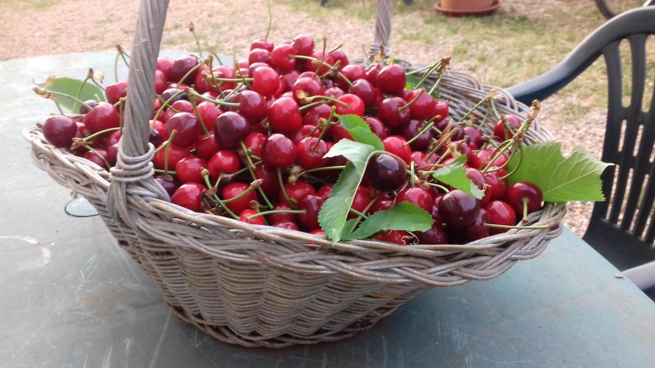 Podere Ficareto Farm Ancaiano Esterno foto
