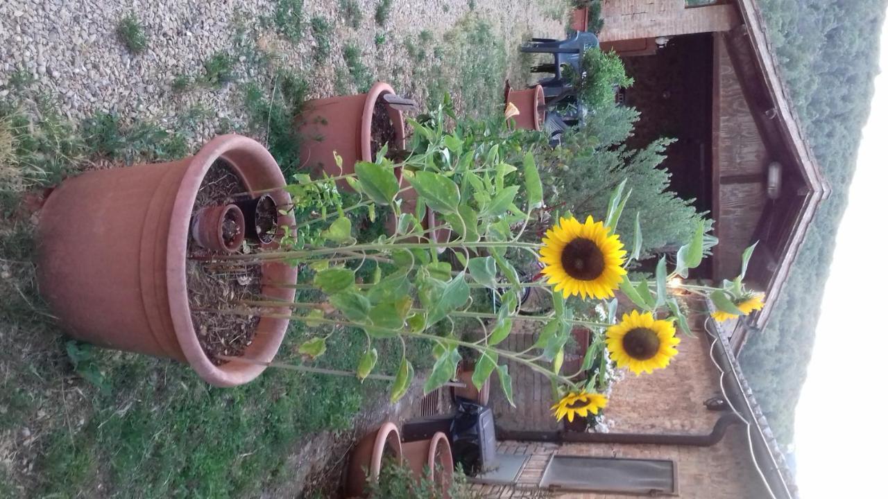 Podere Ficareto Farm Ancaiano Esterno foto